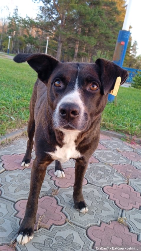 4 октября день защиты животных (фото 9)