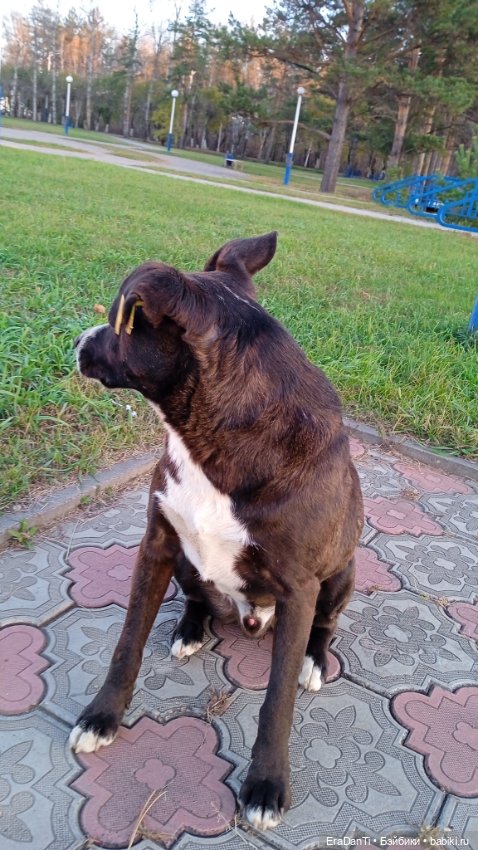 4 октября день защиты животных (фото 8)