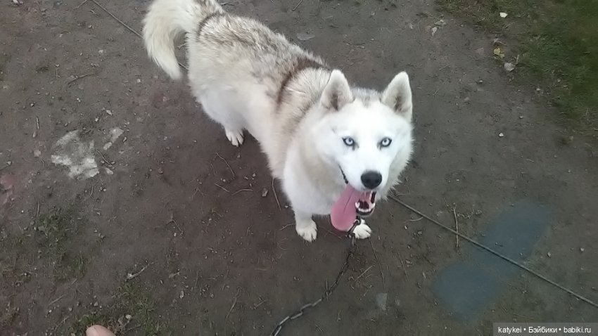 Белла Мяу и осенние листья (и опрос)