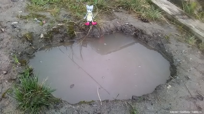 Белла Мяу и осенние листья (и опрос)