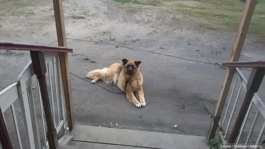 Белла Мяу и осенние листья (и опрос)