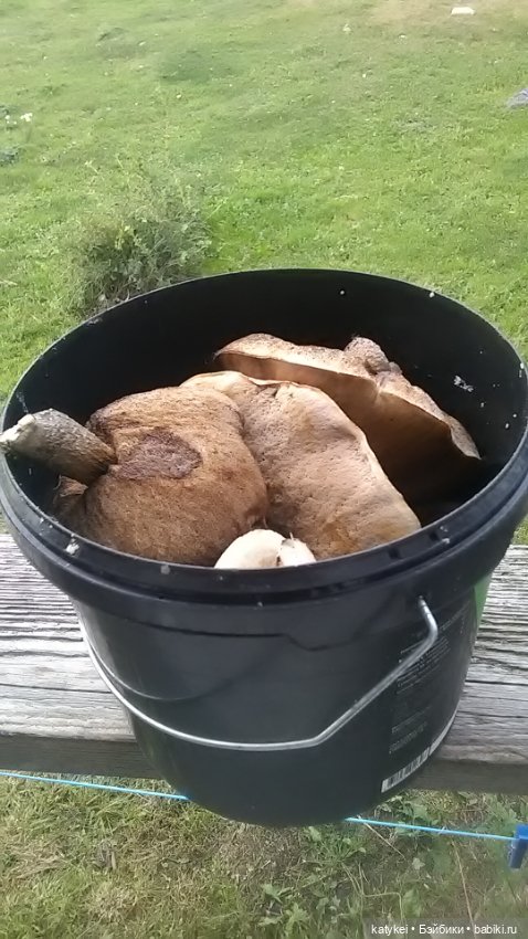 Белла Мяу и осенние листья (и опрос)