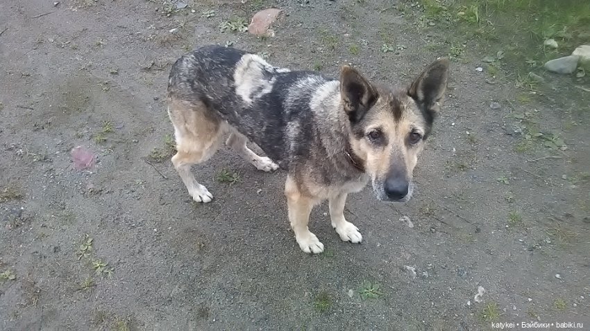 Белла Мяу и осенние листья (и опрос)