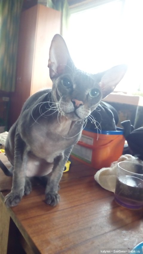 Белла Мяу и осенние листья (и опрос)