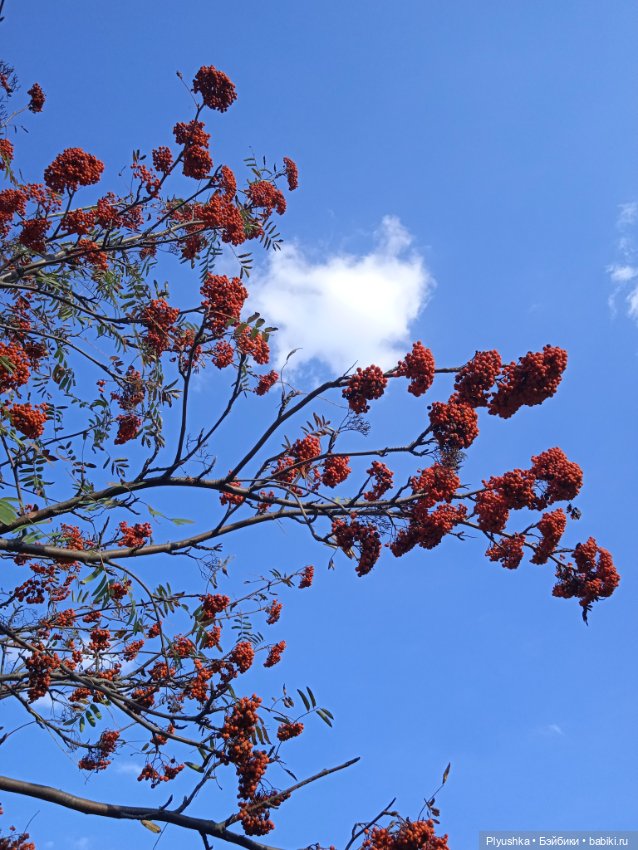 Тёплый сентябрь Агаты — Куклы Only Hearts Club (Хартсинки): мягконабивные (фото 7)