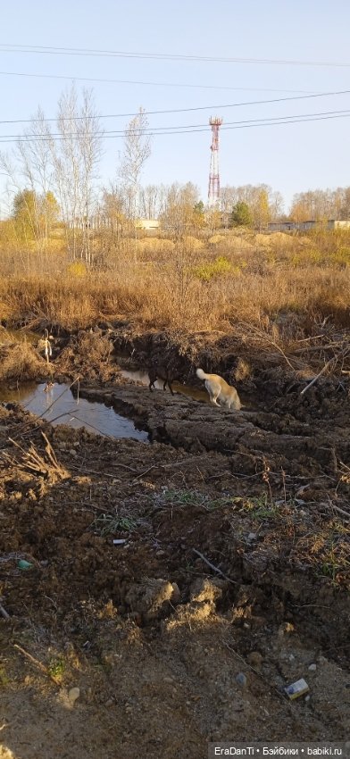 Пост Благодарность — Другие хобби и увлечения: сад