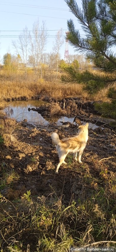 Пост Благодарность — Другие хобби и увлечения: сад
