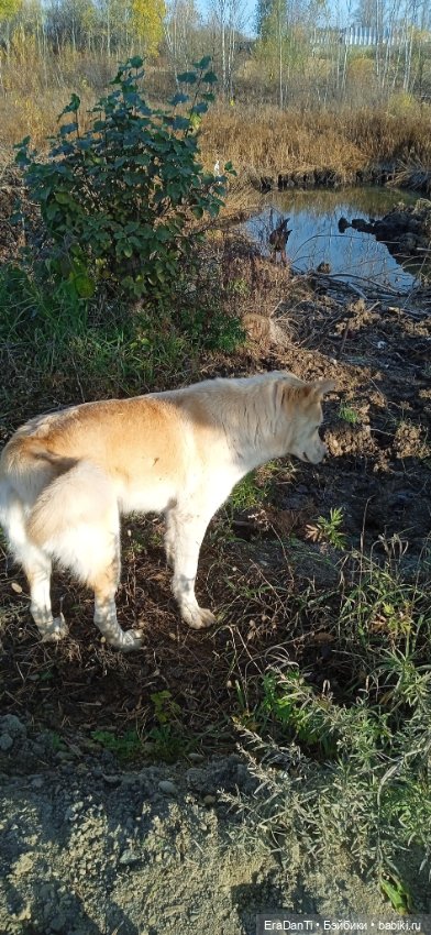 Пост Благодарность — Другие хобби и увлечения: сад