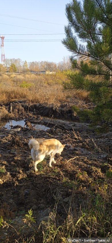 Пост Благодарность — Другие хобби и увлечения: сад