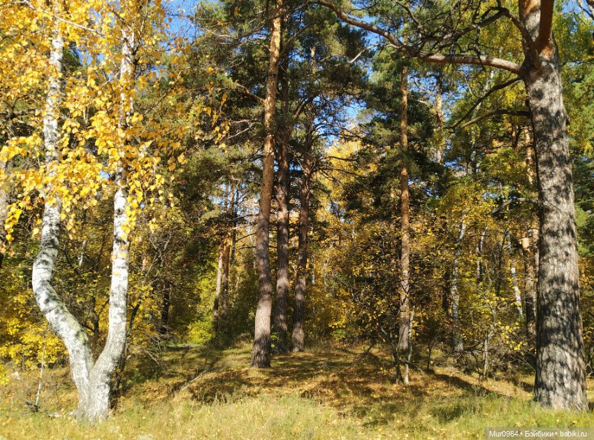 В осенних огородных заботах друзья приходят на помощь