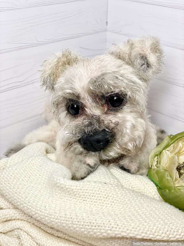 Дэйли🐶 — Реалистичные игрушки и звери (Натюр): собаки