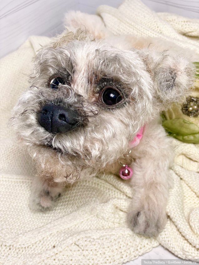 Дэйли🐶 — Реалистичные игрушки и звери (Натюр): собаки