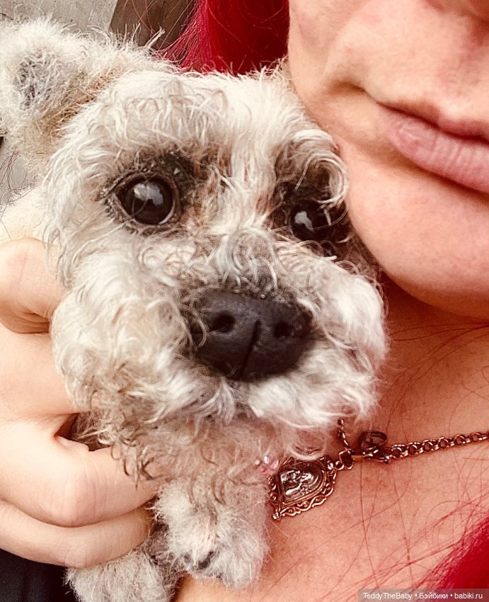 Дэйли🐶 — Реалистичные игрушки и звери (Натюр): собаки