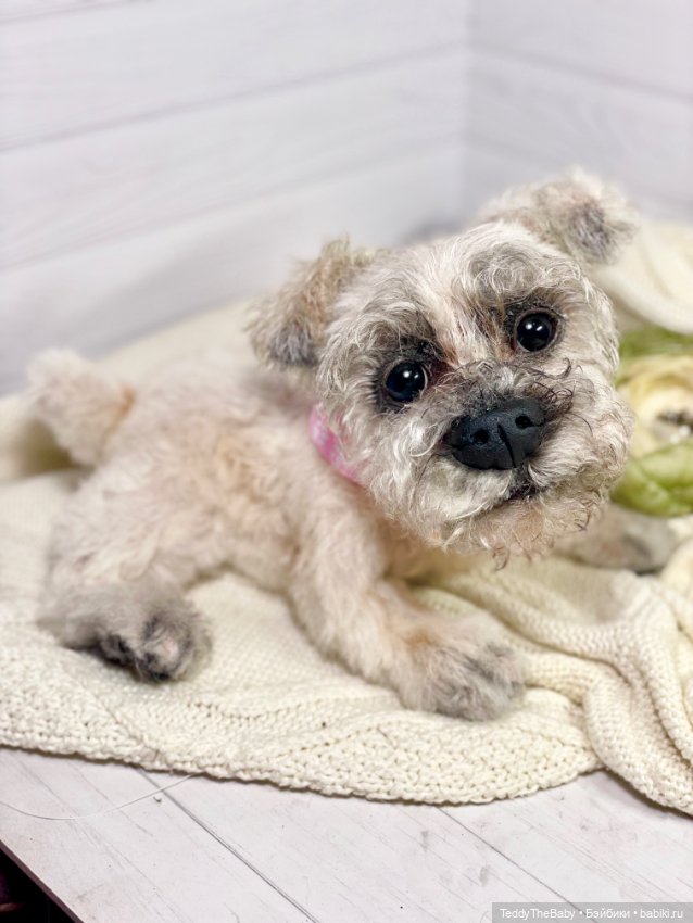 Дэйли🐶 — Реалистичные игрушки и звери (Натюр): собаки