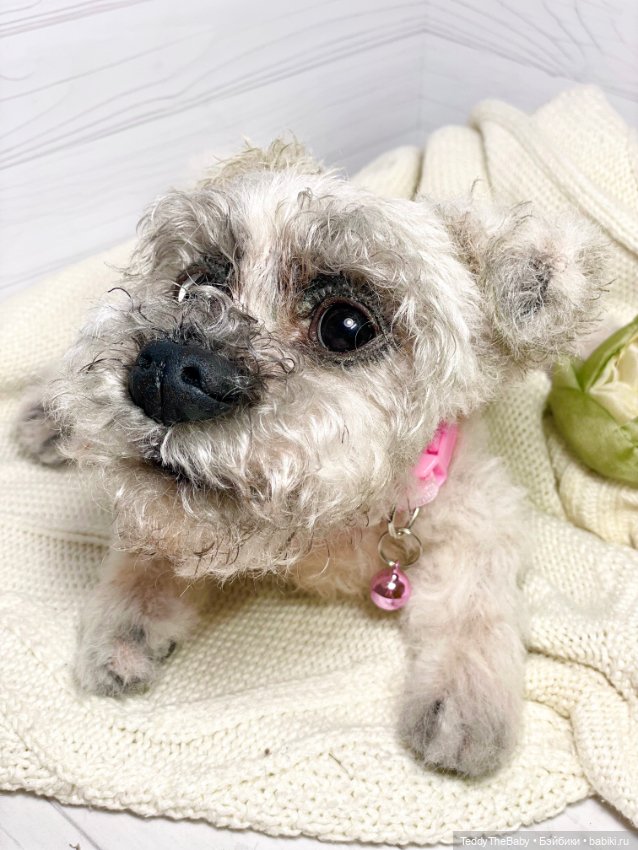 Дэйли🐶 — Реалистичные игрушки и звери (Натюр): собаки