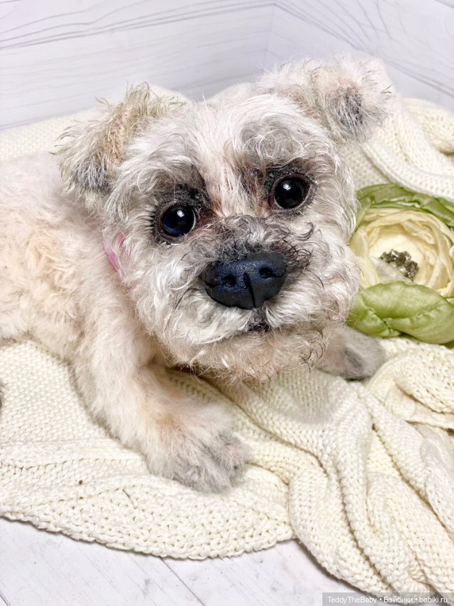 Дэйли🐶 — Реалистичные игрушки и звери (Натюр): собаки