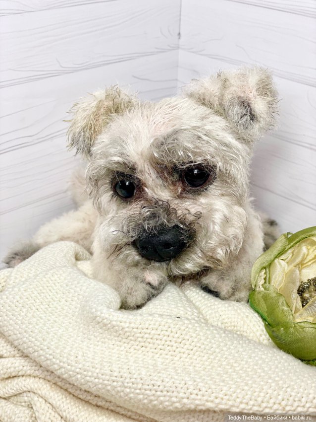 Дэйли🐶 — Реалистичные игрушки и звери (Натюр): собаки