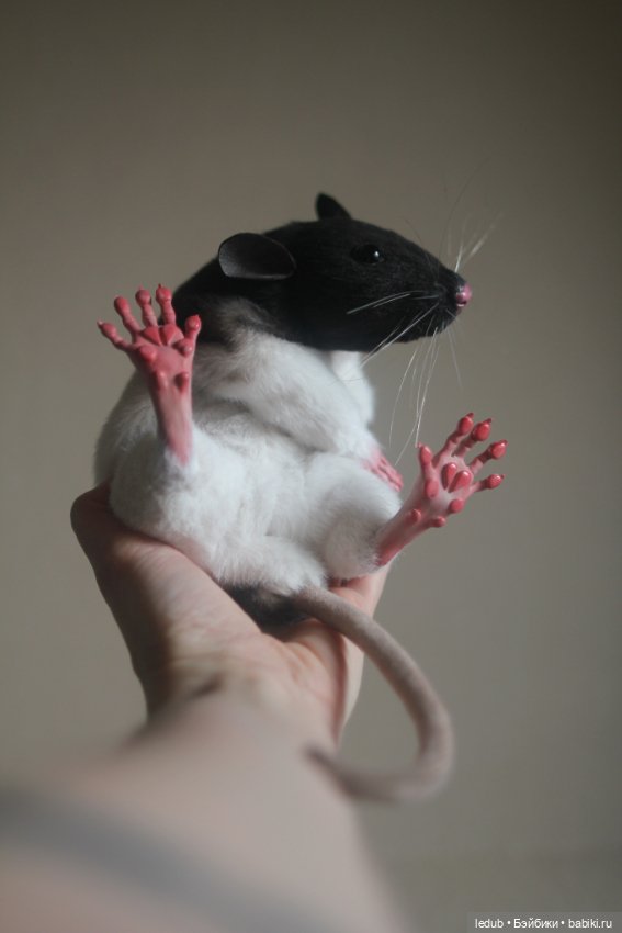 Черно-белая крыска из проекта "крЫсота" (фото 6)