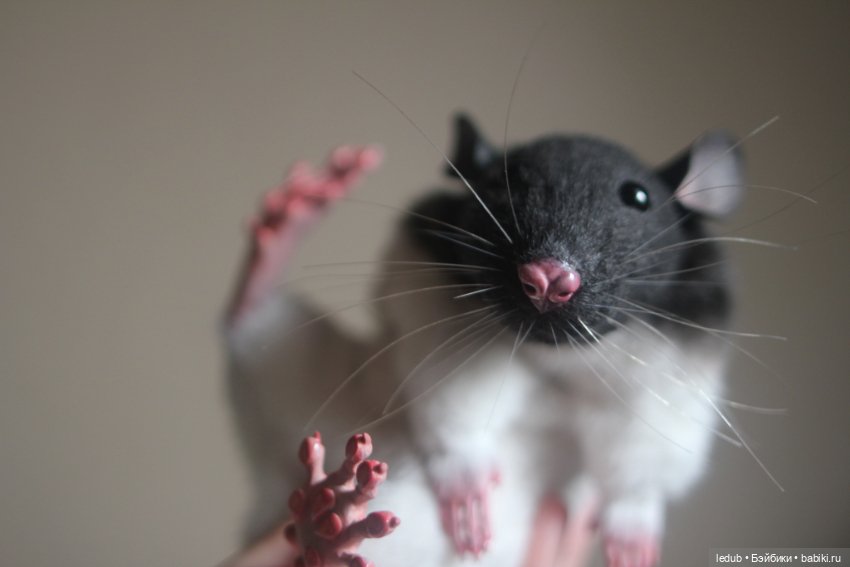 Черно-белая крыска из проекта "крЫсота" (фото 2)