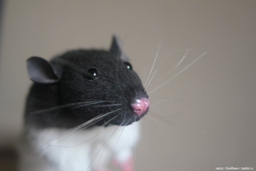 Черно-белая крыска из проекта "крЫсота" (фото 5)