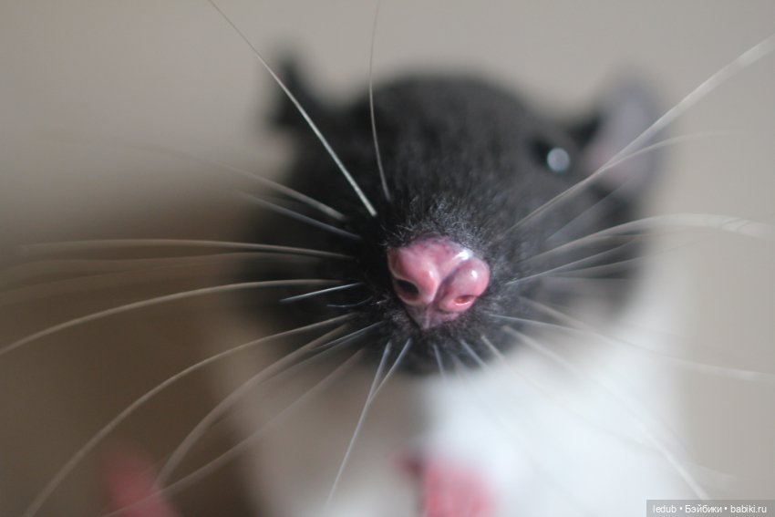 Черно-белая крыска из проекта "крЫсота"