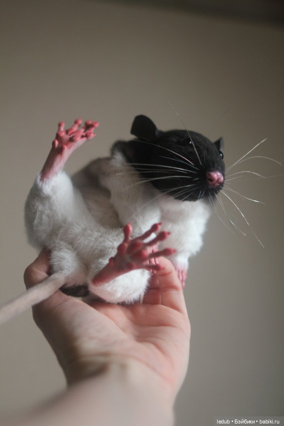 Черно-белая крыска из проекта "крЫсота" (фото 7)