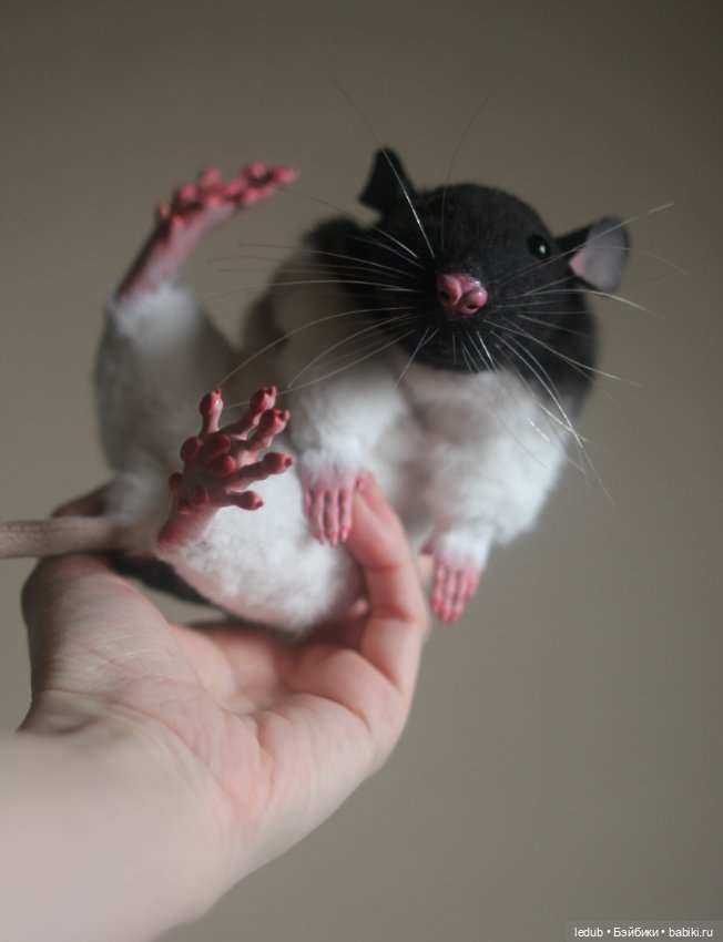 Черно-белая крыска из проекта "крЫсота" (фото 8)