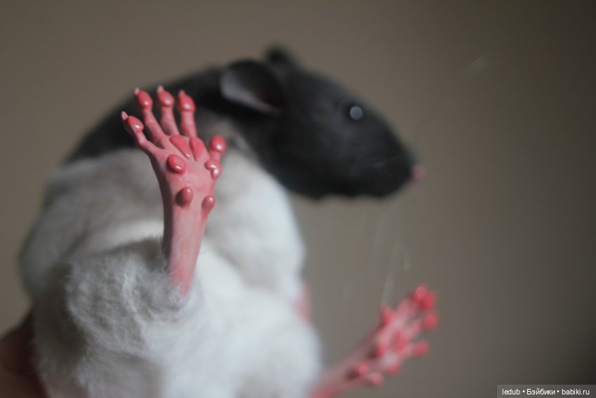 Черно-белая крыска из проекта "крЫсота" (фото 3)