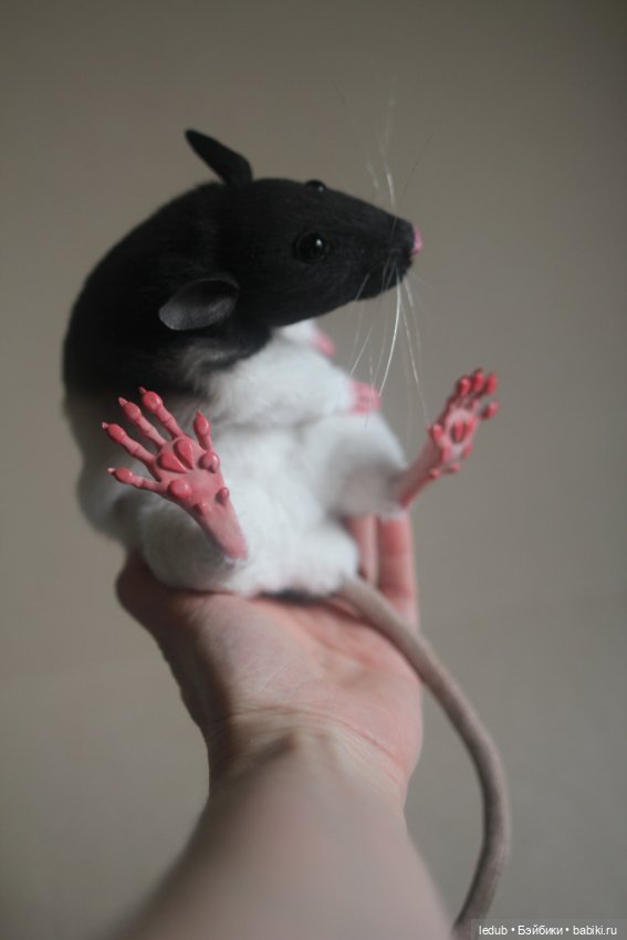 Черно-белая крыска из проекта "крЫсота" (фото 9)