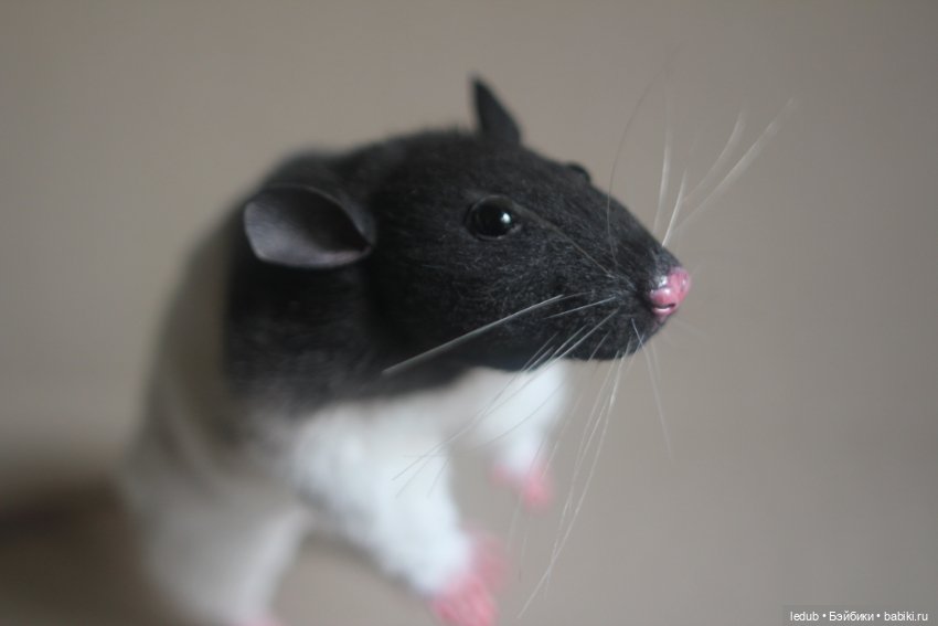 Черно-белая крыска из проекта "крЫсота" (фото 4)