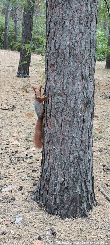 Кусочек октября — Куклы Paola Reina (Паола Рейна): новинки (фото 9)