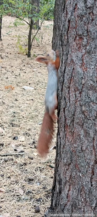 Кусочек октября — Куклы Paola Reina (Паола Рейна): новинки (фото 8)