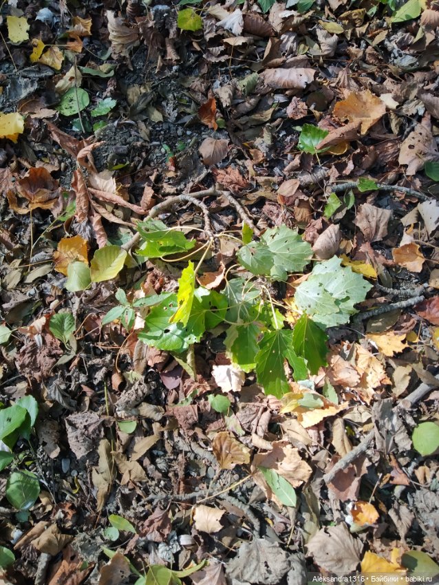 Опять +25🌞 — Туризм и путешествия: фотоотчеты из поездок