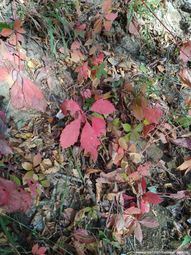 Опять +25🌞 — Туризм и путешествия: фотоотчеты из поездок (фото 7)