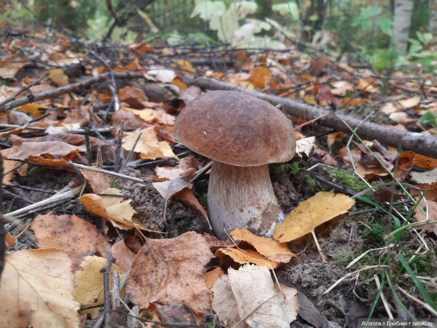 Осеннее для Леты — Одежда и обувь для кукол своими руками: фото