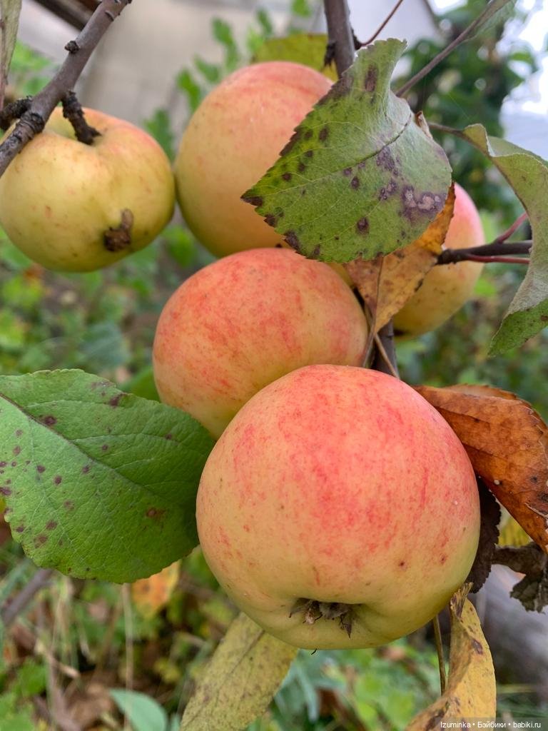 Моя Осенняя Птичка (Лора Птичка, Ирина Кузина) (фото 3)