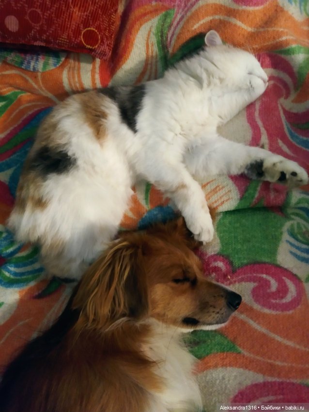 Спят усталые зверушки и игрушки