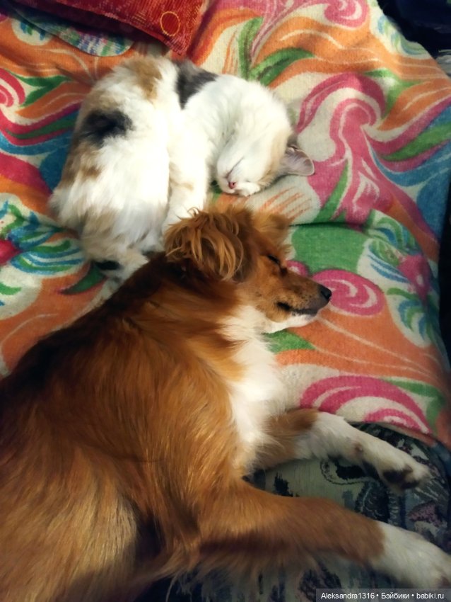 Спят усталые зверушки и игрушки