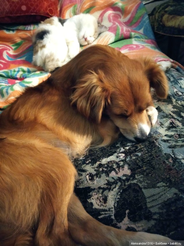 Спят усталые зверушки и игрушки (фото 4)