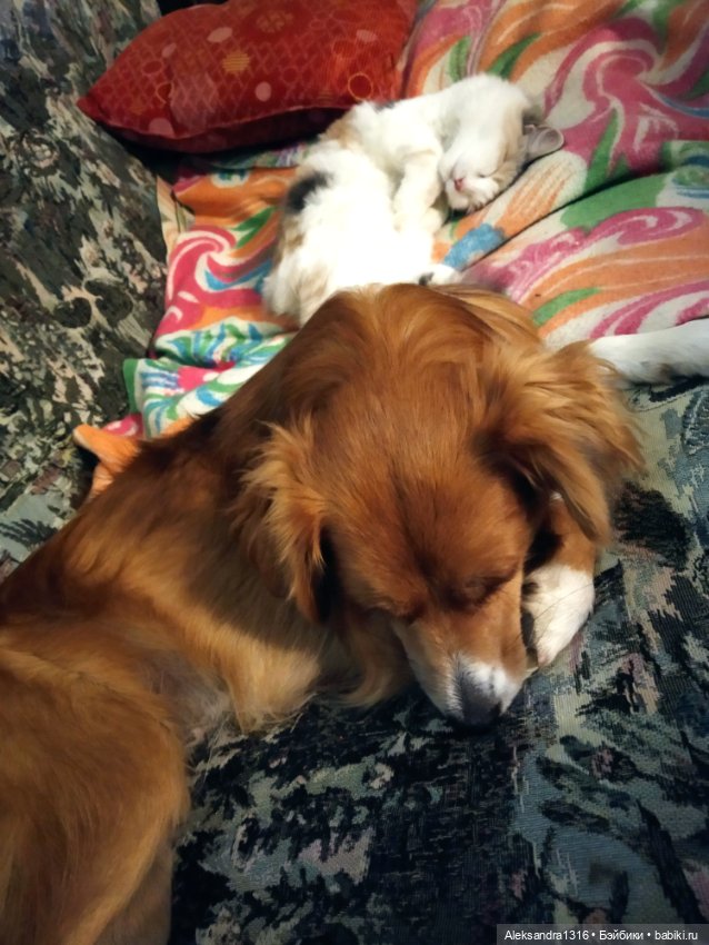 Спят усталые зверушки и игрушки (фото 10)