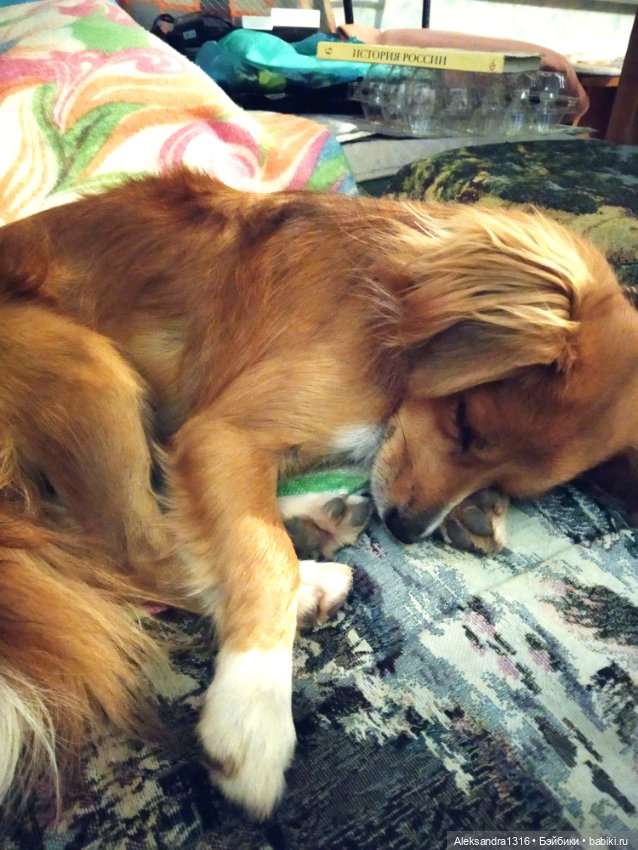 Спят усталые зверушки и игрушки