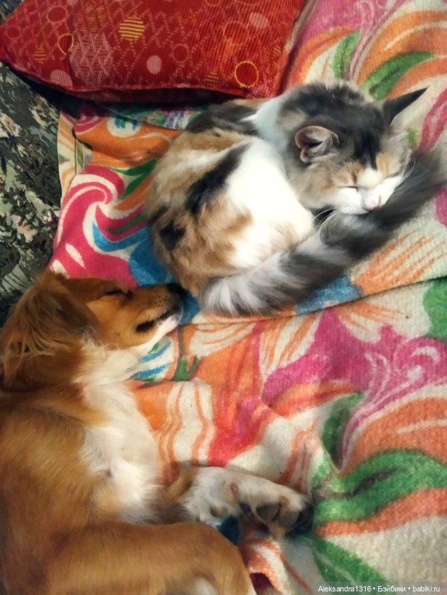 Спят усталые зверушки и игрушки (фото 6)