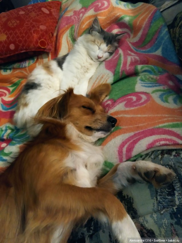 Спят усталые зверушки и игрушки