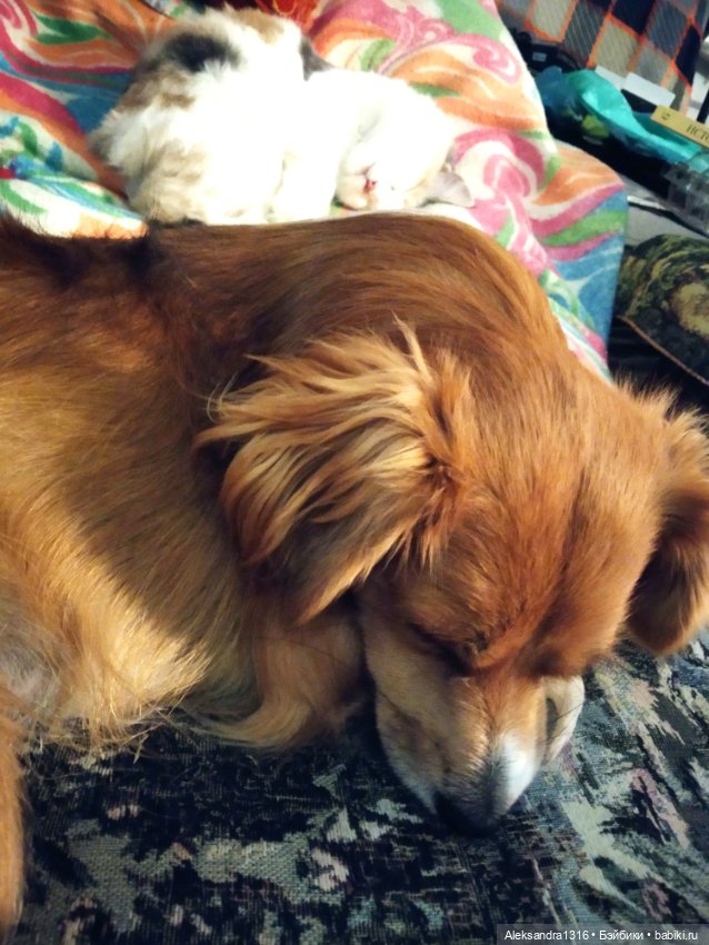 Спят усталые зверушки и игрушки (фото 8)