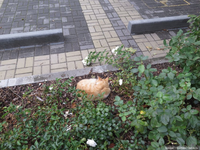 Trinity Dolls в Зеленоградске. День (фото 8)