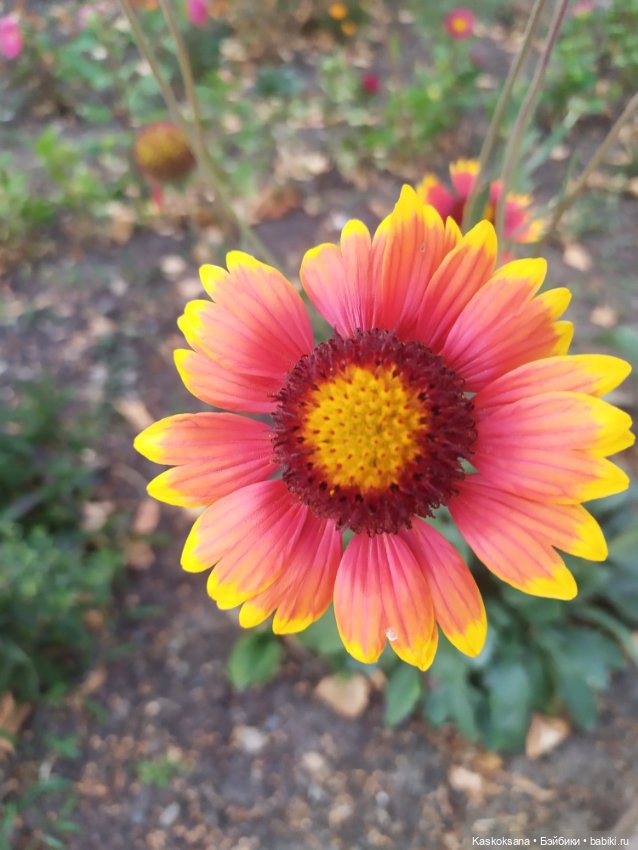 Осень номер шесть: Татка — Коллекционные экшн