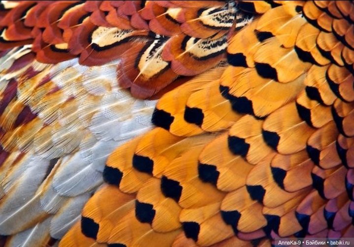 Шляпки и муфты с декором из перьев (фото 5)