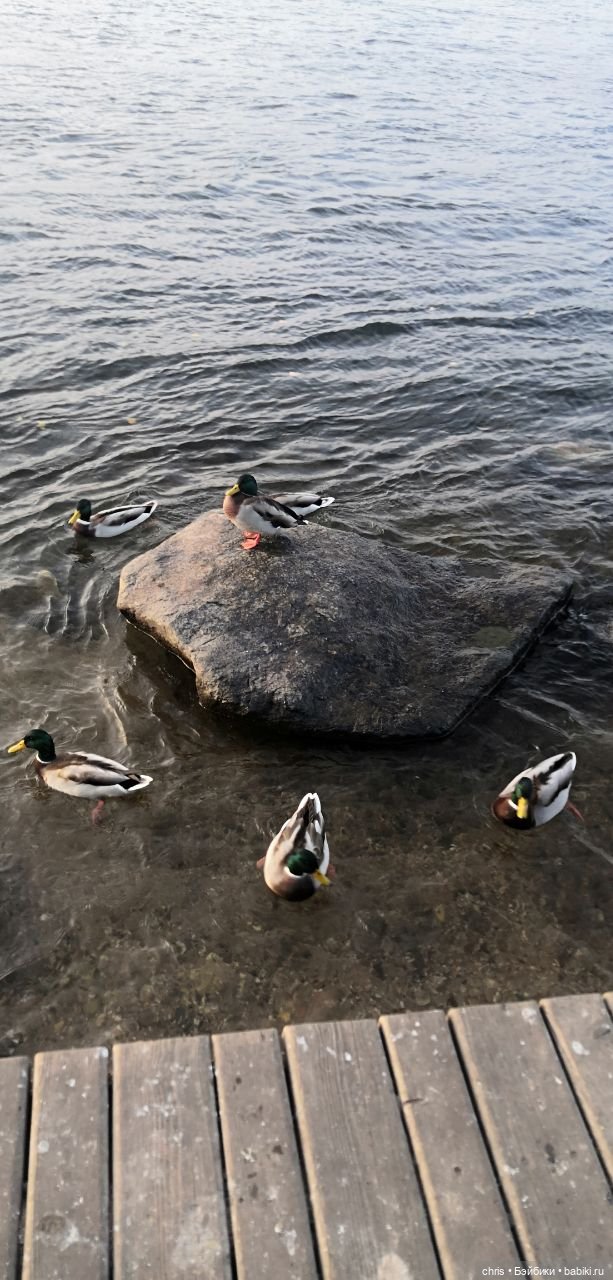 Осенняя прогулка гения и миллиардера (Hot toys Tony Stark) (фото 6)