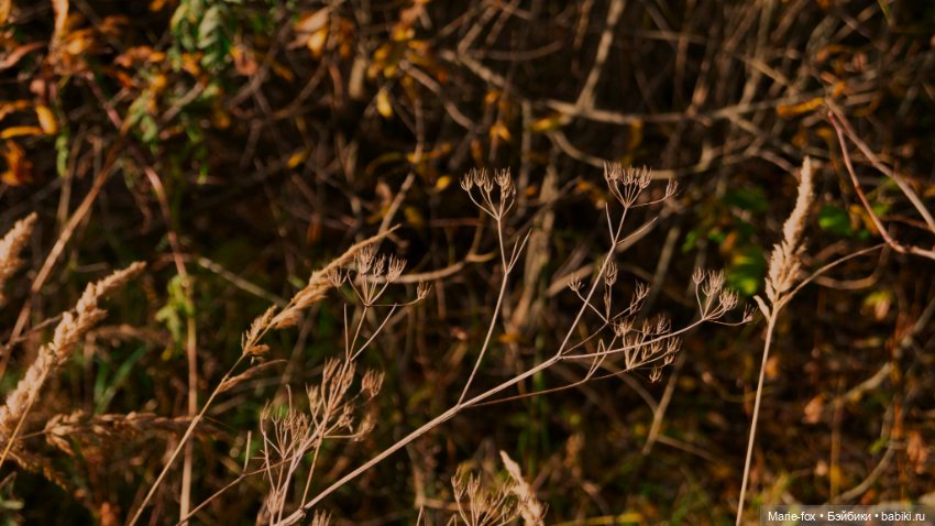 Снова в Хогвартс: листопад (фото 7)