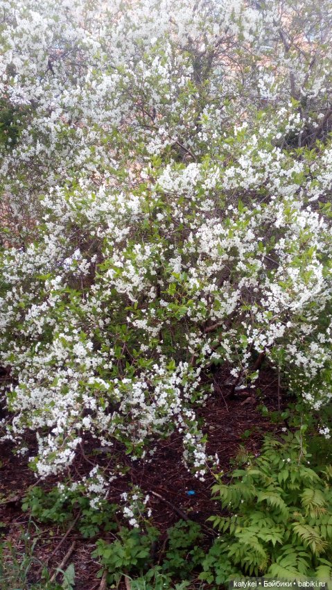 Всё цветёт. Пушин и Ко. 9 мая (фото 7)